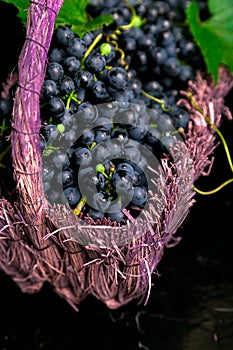 Red wine grapes in voiolet basket on bllack background.