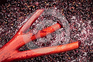 Red wine making in process. work mixing wine in the process of fermentation