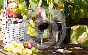 Red wine ripe grapes and picnic basket on table in vineyard