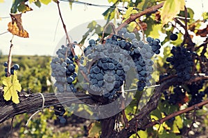 Red wine sort cluster of grapes on a vine.