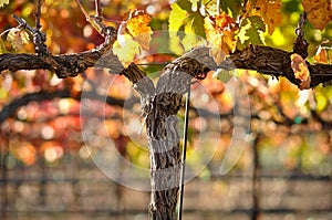 Red Wine Vine