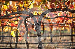 Red Wine Vine