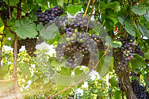 Red wine: Vine with grapes just before harvest, Cabernet Sauvignon grapevine in an old vineyard near a winery