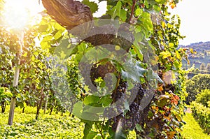 Red wine: Vine with grapes just before harvest, Cabernet Sauvignon grapevine in an old vineyard near a winery