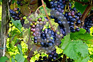 Red wine: Vine with grapes before vintage and harvest, Southern Styria Austria