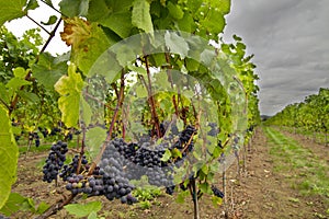 Red Wine Vineyard