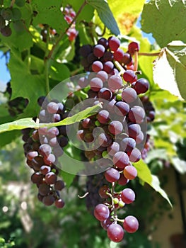 Red wines grapes on branch