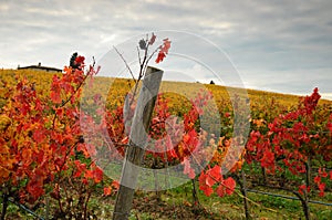 Red Wineyards in Tuscany, Chianti, Italy