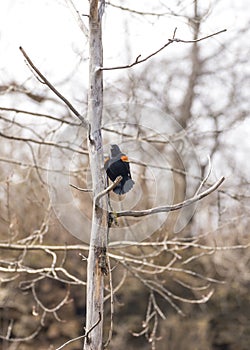Red wing black bird chirps loudly calling out in early spring to