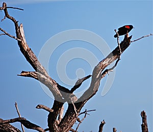 Red wing blackbird