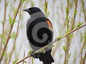 Red Wing Blackbird