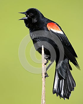 Red Wing Blackbird