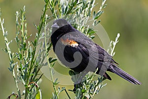 Red wing blackbird