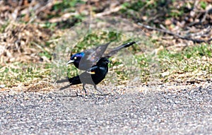 Red wing blackbird and common grackle