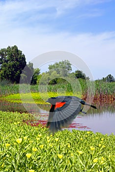 Red Wing Blackbird in Flight