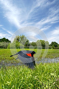 Red Wing Blackbird in Flight
