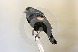 Red Wing Blackbird Perched