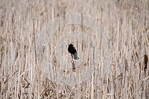 An red wing blackbird perched on a bullrush