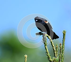 Red wing blackbird on the pine tree branch