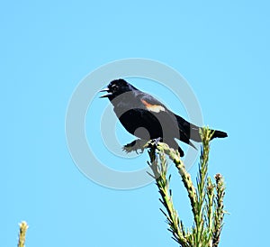 Red wing blackbird on the pine tree branch
