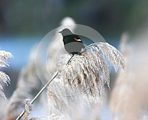Red wing blackbird on the reed