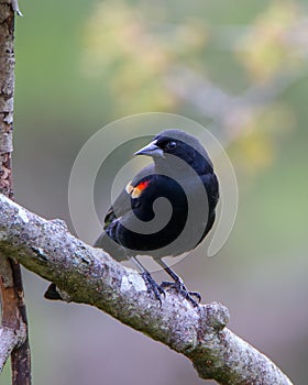 Red Wing Blackbird in tree