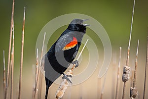 Red Winged Black Bird