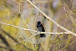 Red winged black bird, agelaius, at Etienne Brule Park, Toronto, Ontario, Canada