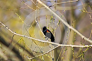 Red winged black bird, agelaius, at Etienne Brule Park, Toronto, Ontario, Canada