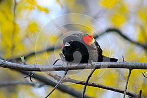 Red winged black bird, agelaius, at High Park, Toronto, Ontario, Canada