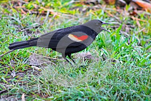 Red winged black bird, agelaius, at High Park, Toronto, Ontario, Canada