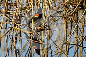 Red winged black bird, agelaius, at High Park, Toronto, Ontario, Canada