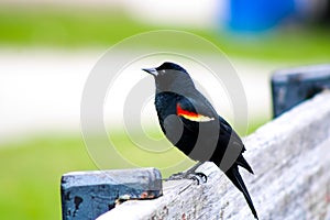 Red winged black bird, agelaius, photographed at humber bay park, Toronto, Ontario, Canada