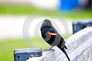 Red winged black bird, agelaius, photographed at humber bay park, Toronto, Ontario, Canada
