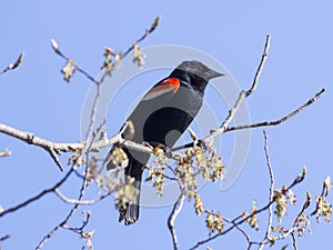 Red-winged black bird on branch