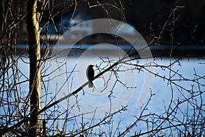 Red-Winged Black bird on a branch by Lake