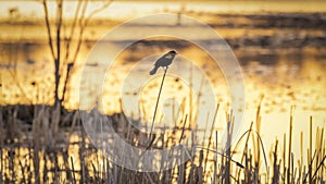 Red winged black bird on Bulrush