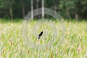 A red winged black bird calling