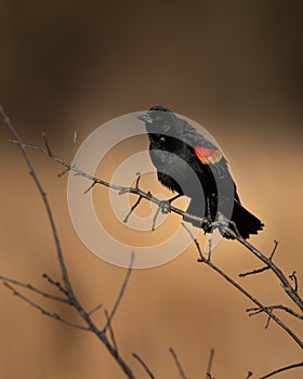 Red winged black bird at Hatchie national wildlife refuge in Tennessee