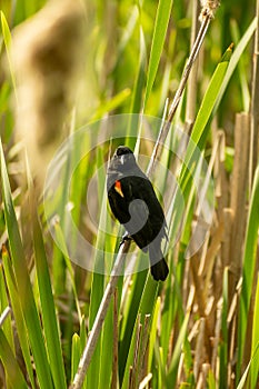Red-winged black bird in long grass