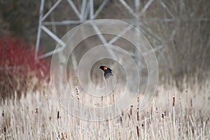 A red winged black bird perching on bullrushes