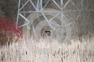 A red winged black bird perching on bullrushes