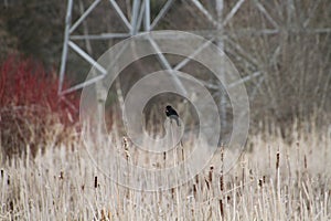 A red winged black bird perching on bullrushes