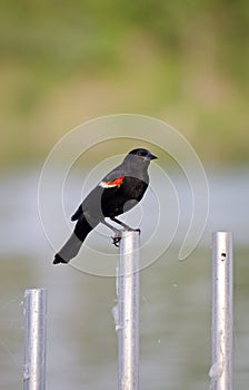 Red-winged black bird in the sunset