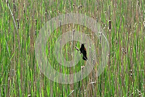 Red-winged Blackbird