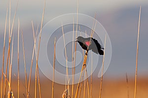 Red-Winged Blackbird