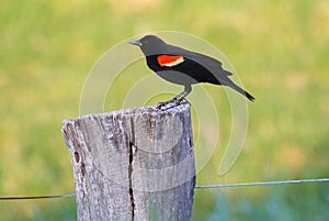 Red-winged Blackbird photo