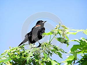 Red-winged Blackbird