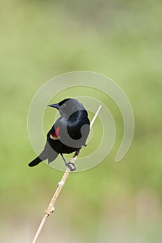 Red-winged Blackbird