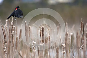 Red-winged Blackbird